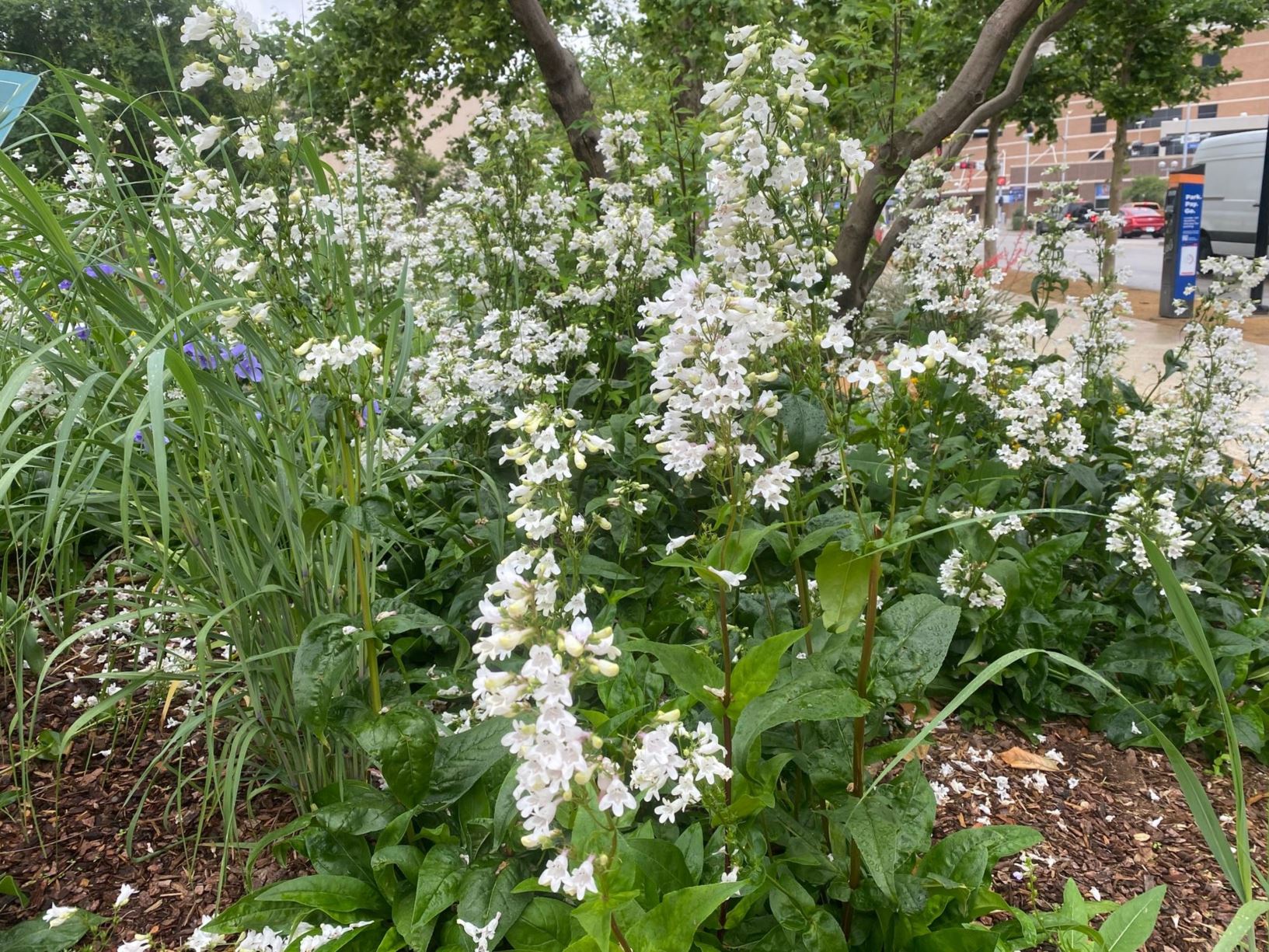 Penstemon tubaeflorus - Trumpet Penstemon, Tubed Beardtongue | Myriad ...