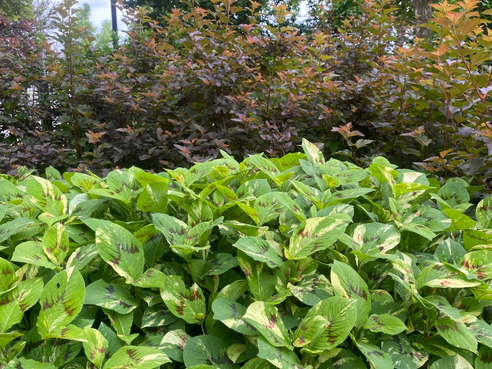 Persicaria virginiana 'Painter's Palette' Knotweed Myriad Botanical