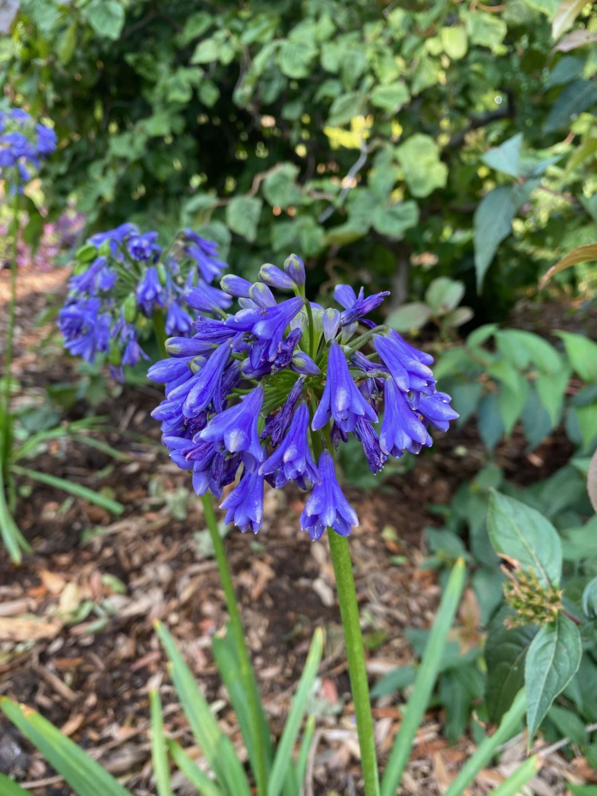 Agapanthus × 'Blue Yonder' - Lily of the Nile