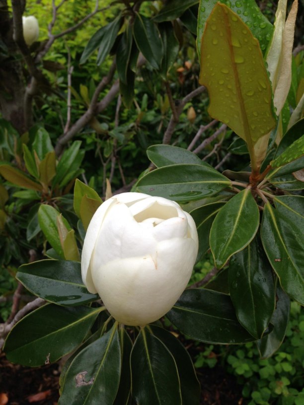 Magnolia grandiflora 'Little Gem' - Southern Magnolia