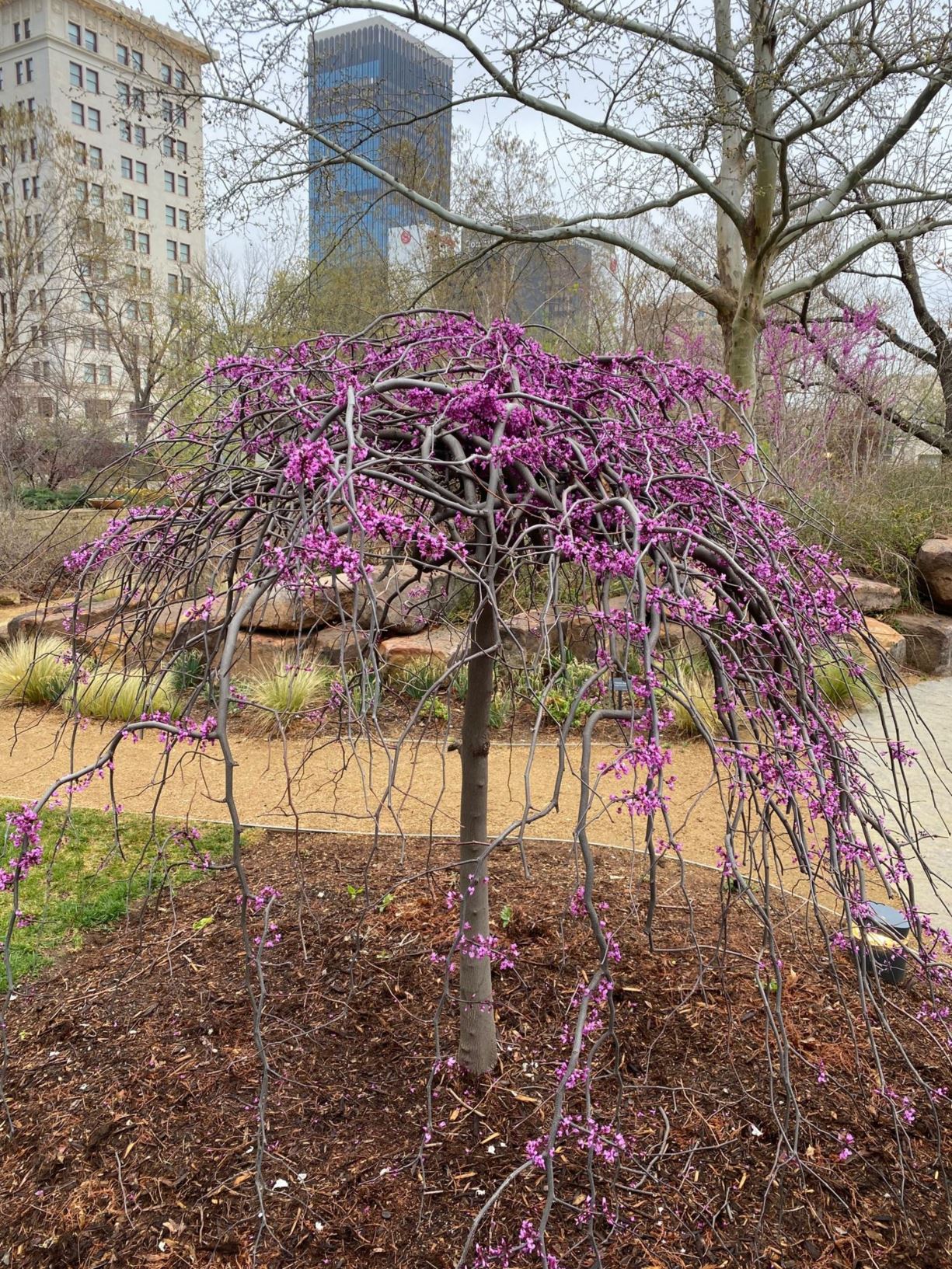 Cercis canadensis 'Ruby Falls' - Weeping Redbud