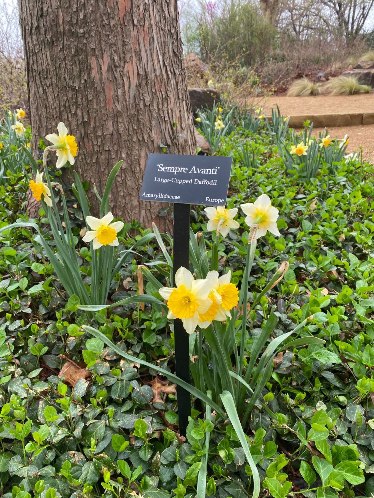 Narcissus 'Sempre Avanti' - Large-Cupped Daffodil, Daffodil