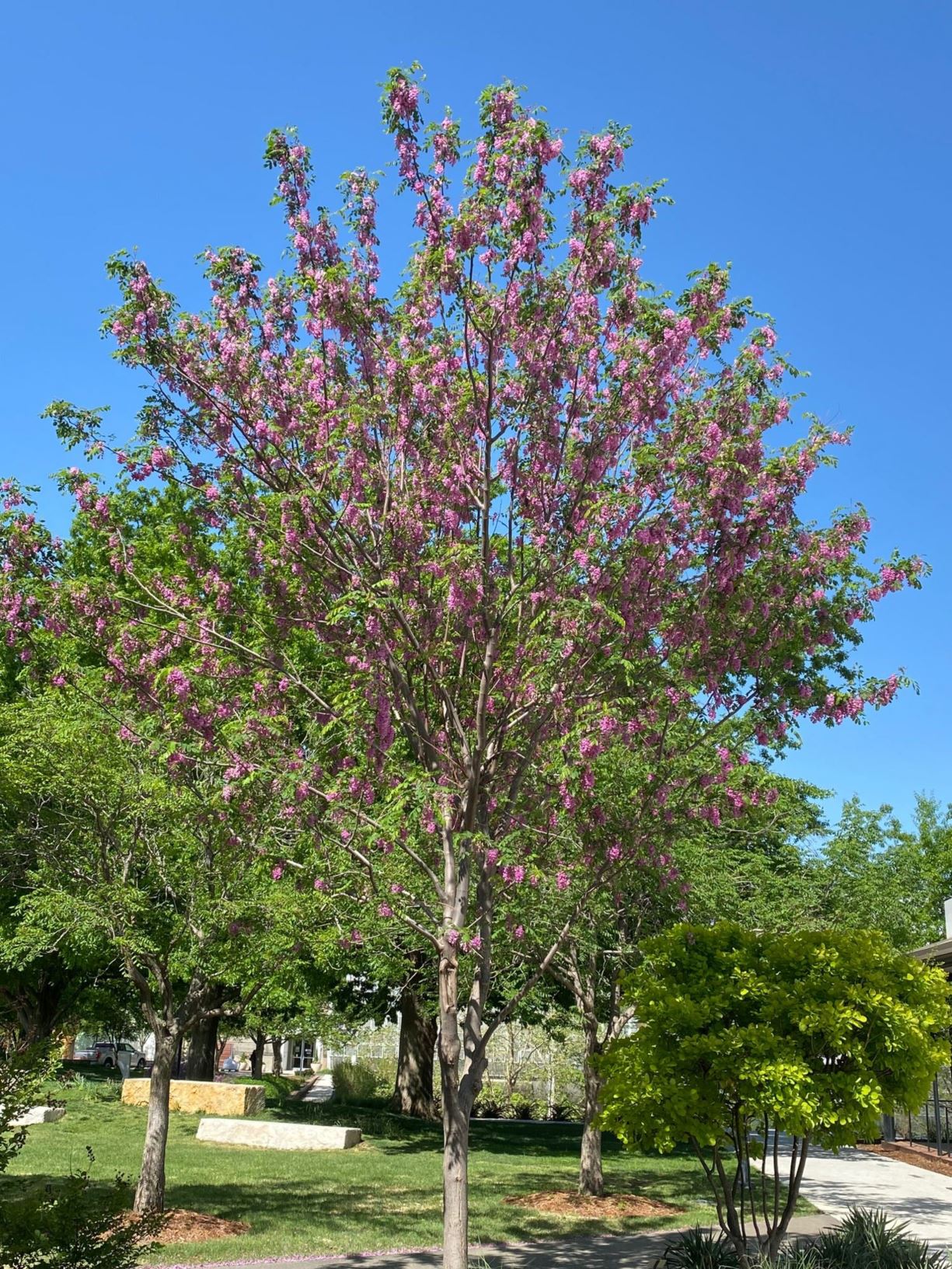 Robinia pseudoacacia 'Purple Robe' Black Locust Myriad Botanical
