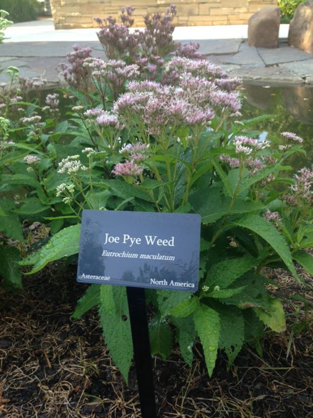 Eutrochium maculatum - Joe Pye Weed