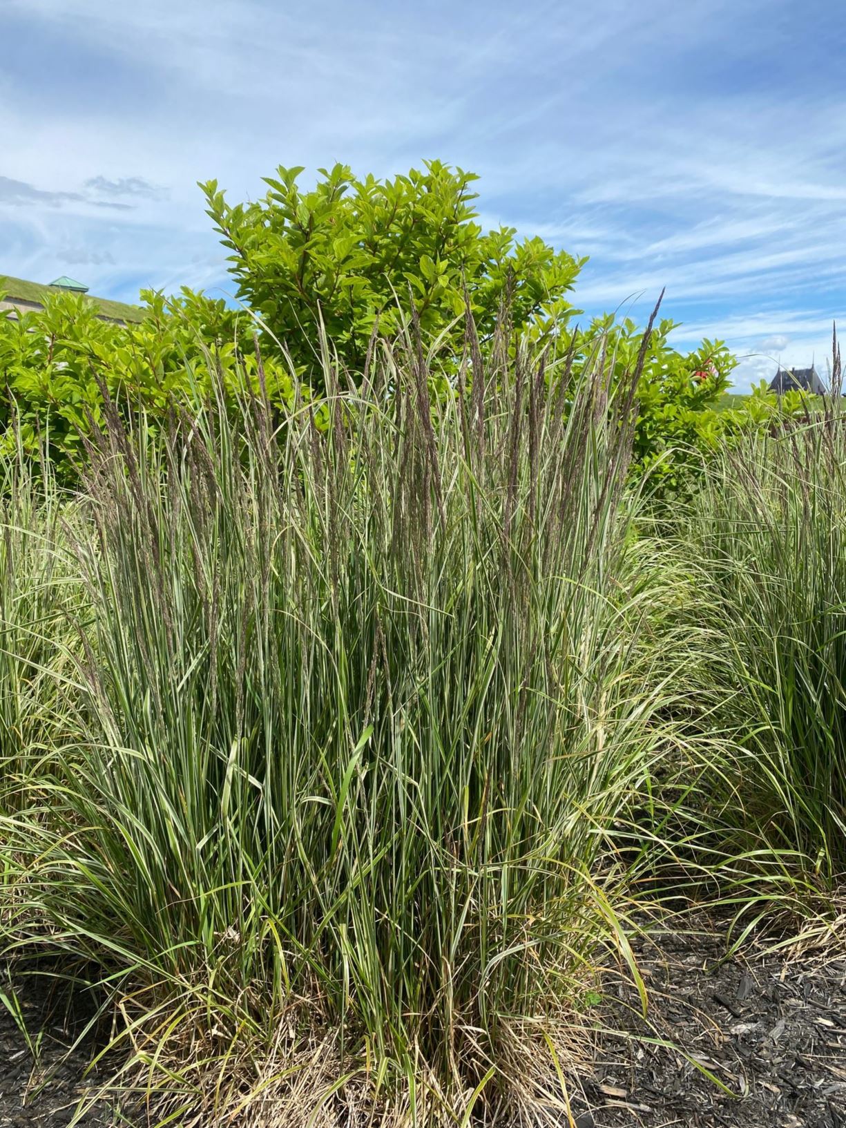 Calamagrostis × acutiflora Hello Spring!® - Feather Reed Grass