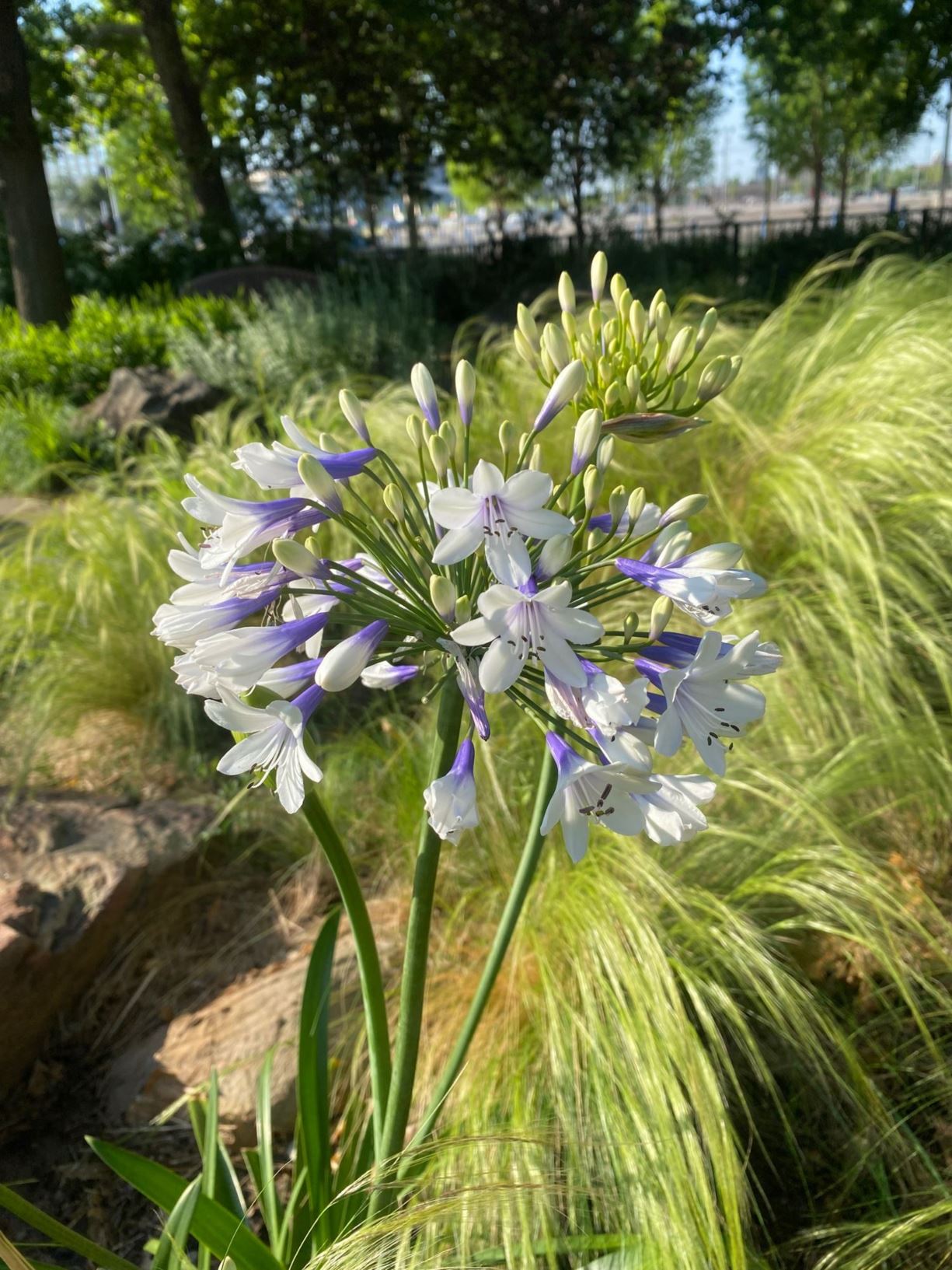 Agapanthus 'Indigo Frost' - Lily-of-the-Nile