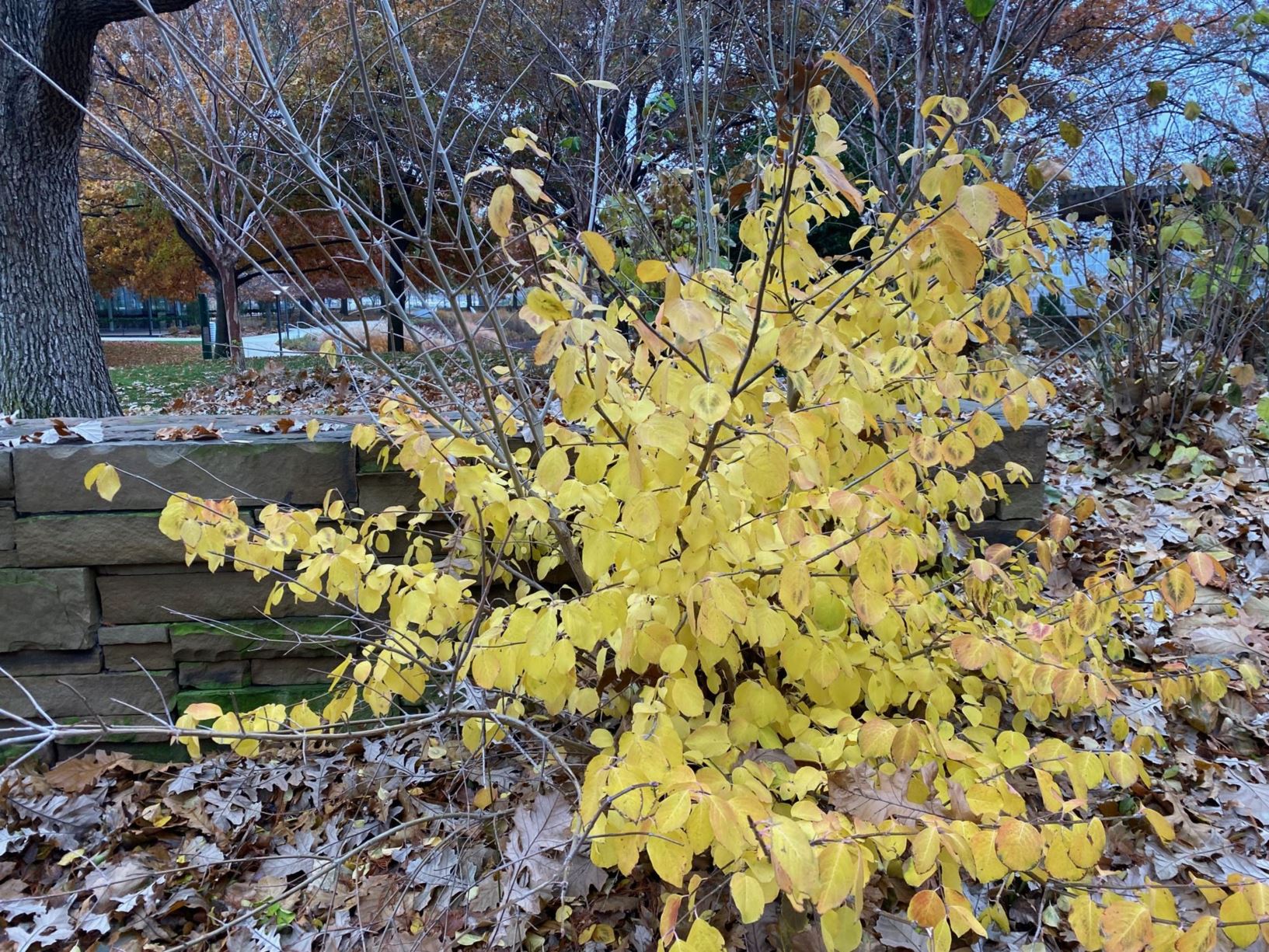 Viburnum prunifolium Blackhaw Viburnum Myriad Botanical Gardens