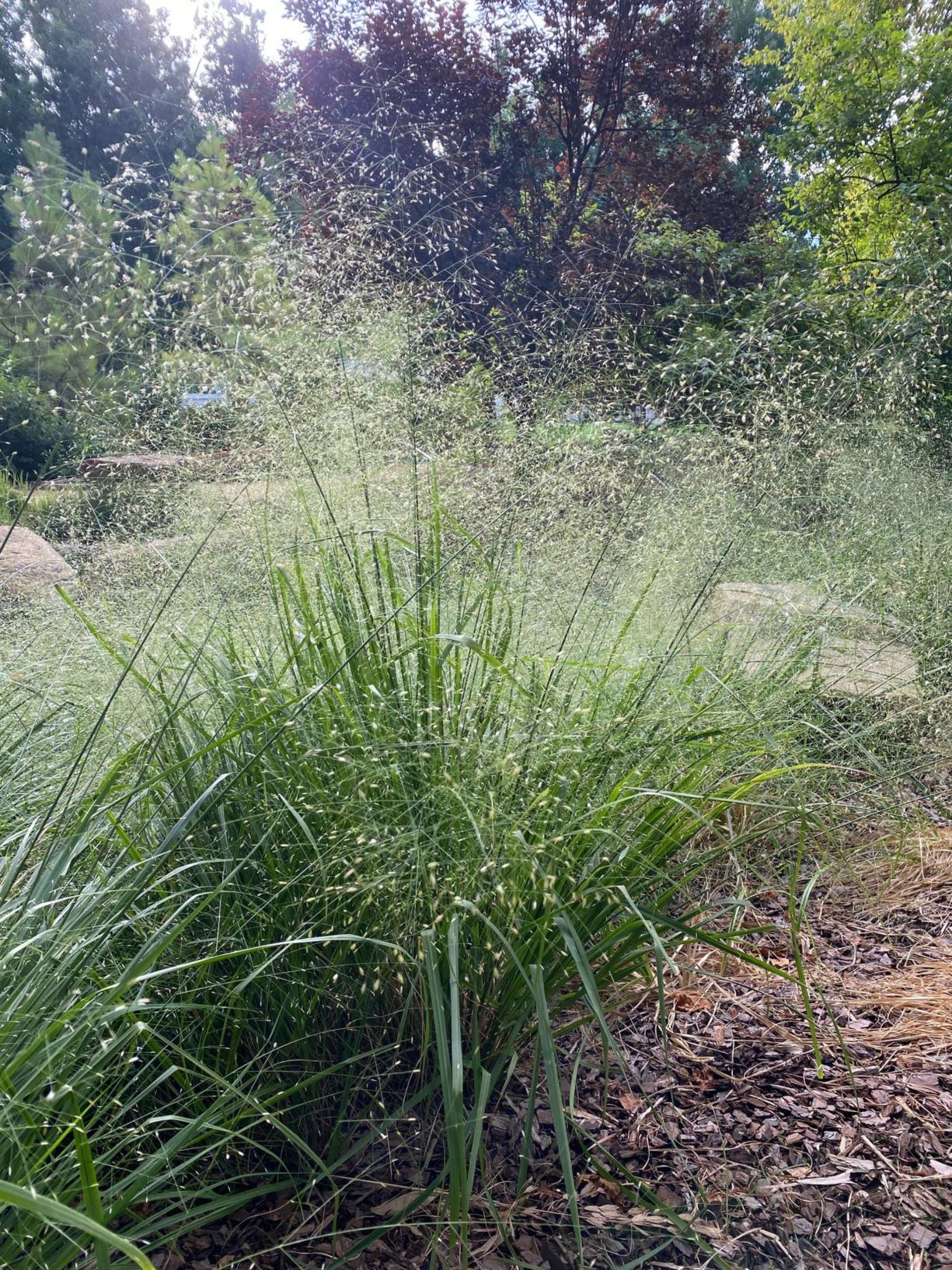 Eragrostis spectabilis - Purple Love Grass