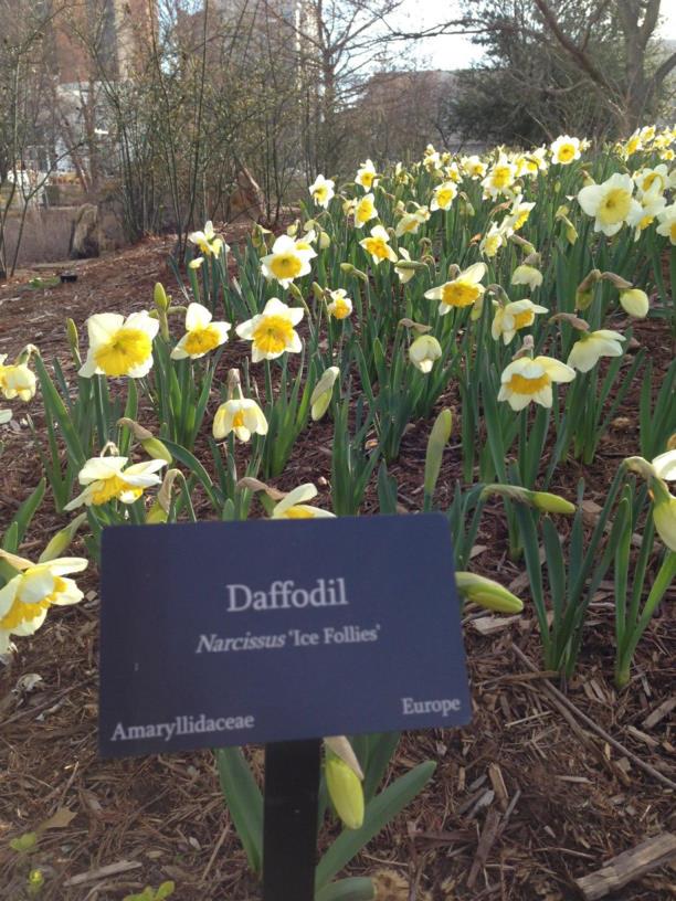 Narcissus 'Ice Follies' - Large-Cupped Daffodil