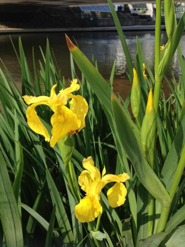 Iris pseudacorus - Yellow Flag