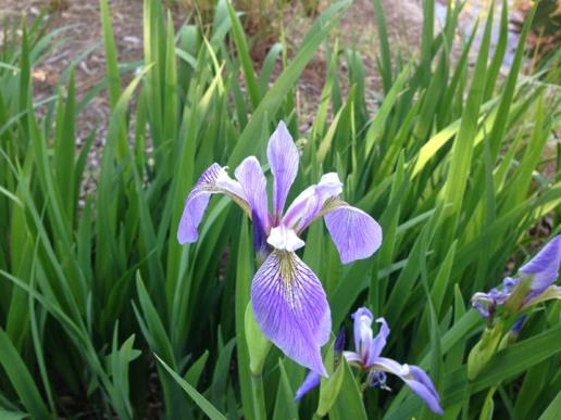 Iris virginica - Southern Blue Flag