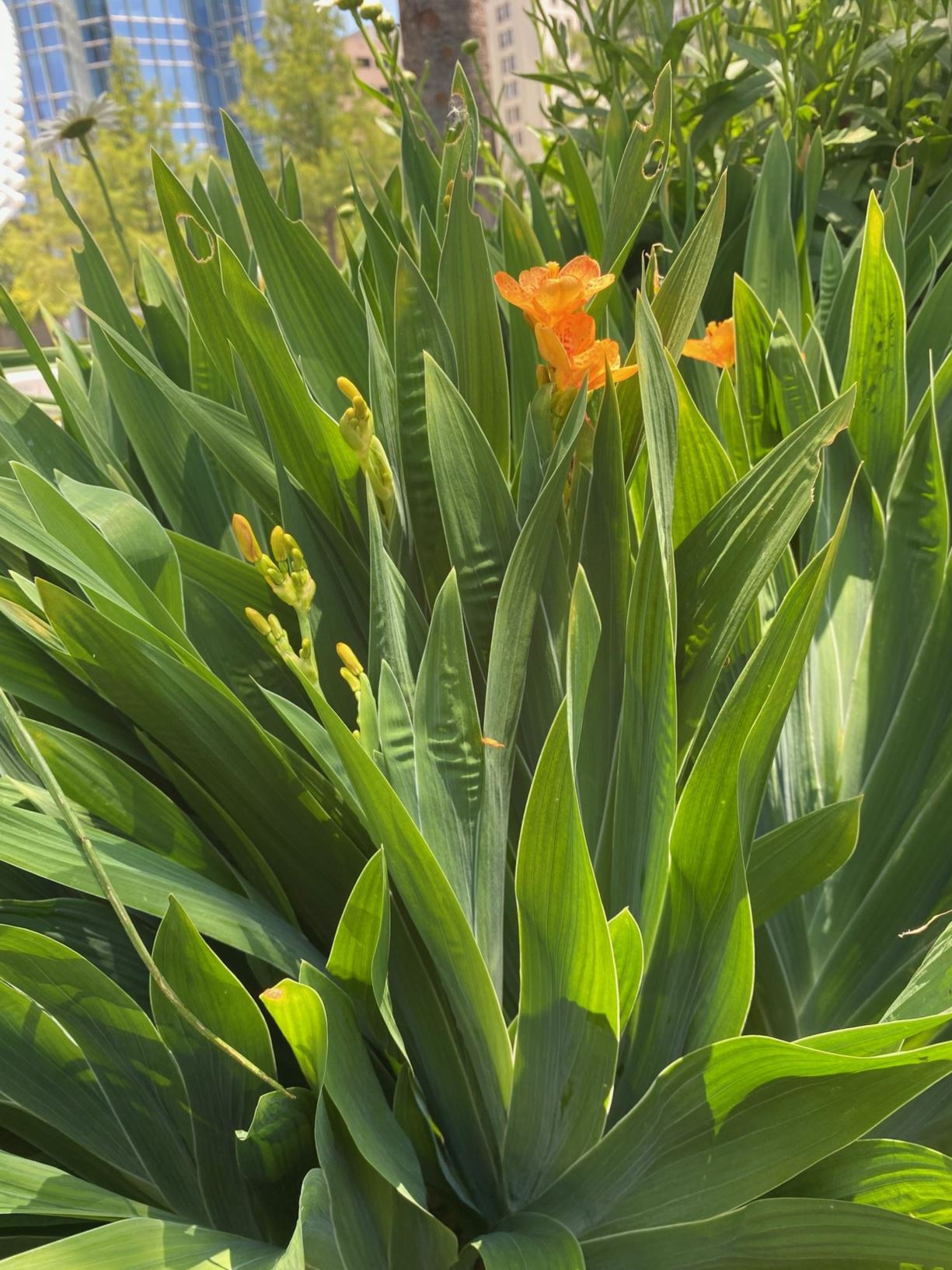Iris domestica 'Freckle Face' - Blackberry Lily