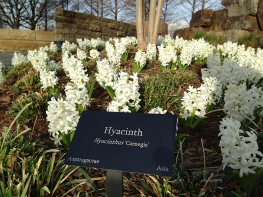 Hyacinthus orientalis 'Carnegie' - Hyacinth