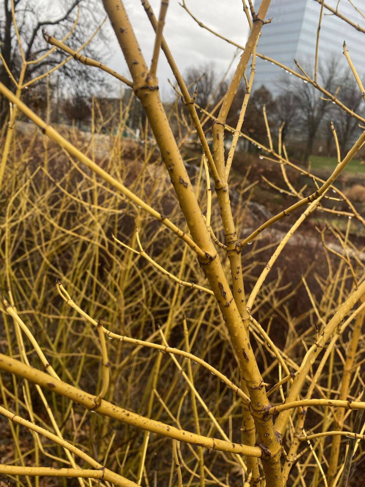 Cornus alba Winter Canary™ - Yellow Twig Dogwood