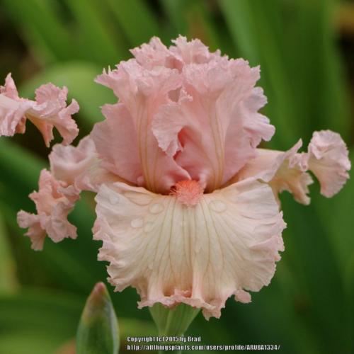 Iris 'Strawberry Shake' - Tall Bearded Iris