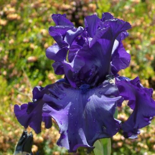 Iris 'Dusky Challenger' - Tall Bearded Iris