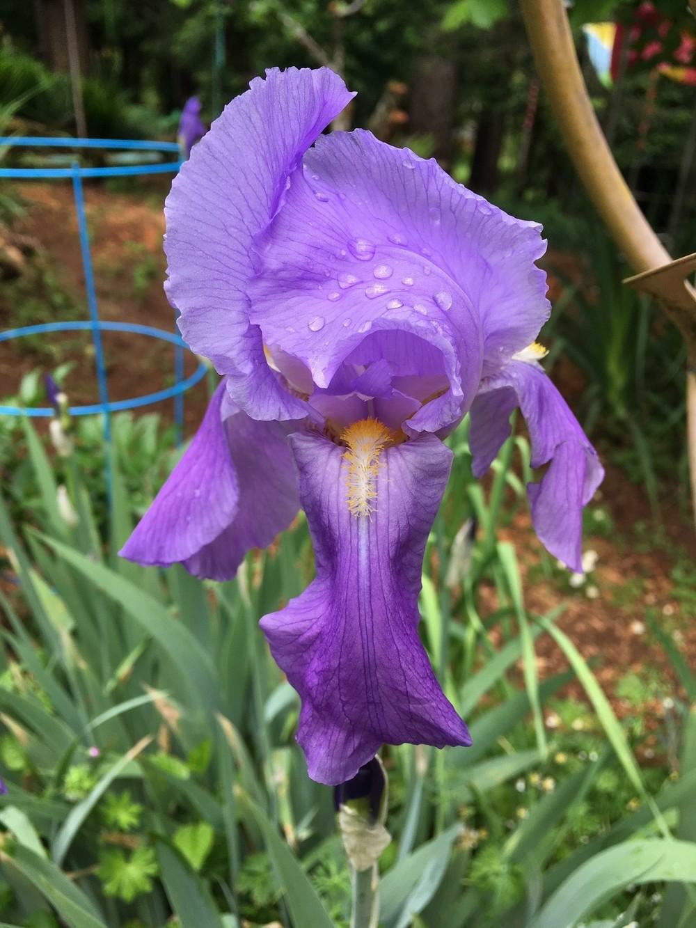 Iris pallida - Tall Bearded Iris