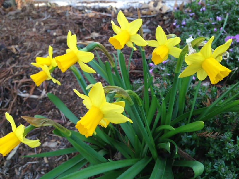 Narcissus 'Tete a Tete' - Daffodil