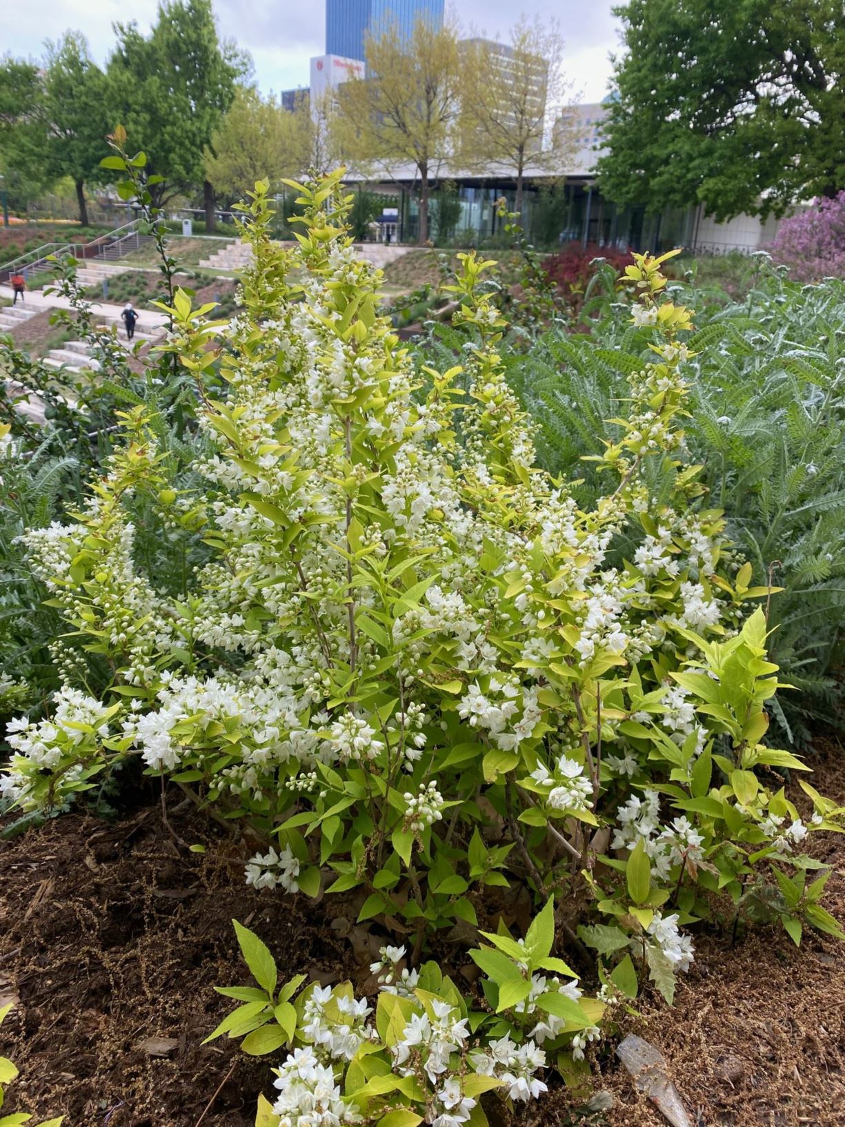 Deutzia gracilis 'Duncan' Chardonnay Pearls ® - Slender Deutzia