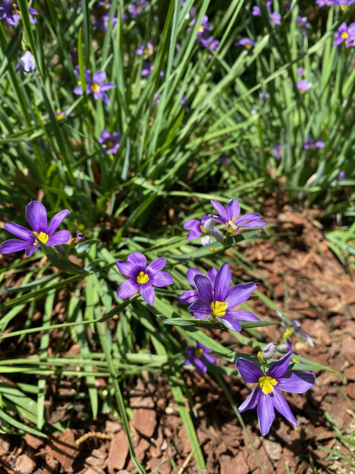 Sisyrinchium angustifolium 'Lucerne' - Blue-Eyed Grass
