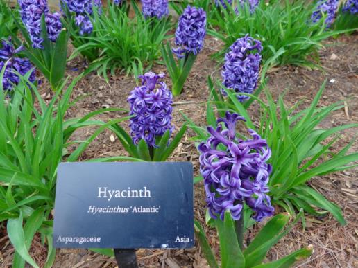 Hyacinthus orientalis 'Atlantic' - hyacinth