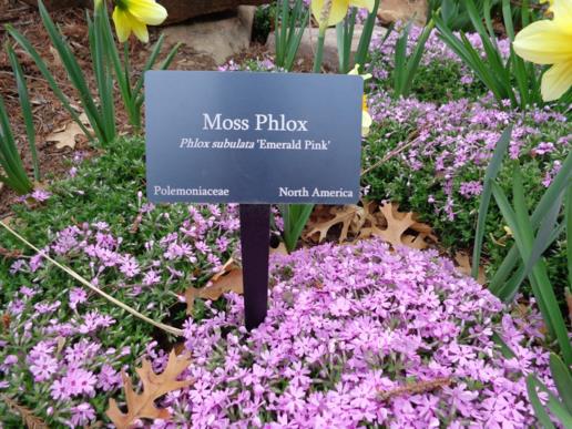 Phlox subulata 'Emerald Pink' - Moss Phlox