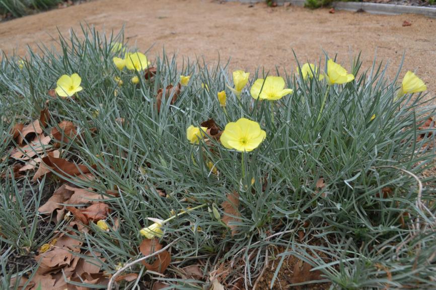 Oenothera fremontii 'Shimmer' - Evening Primrose