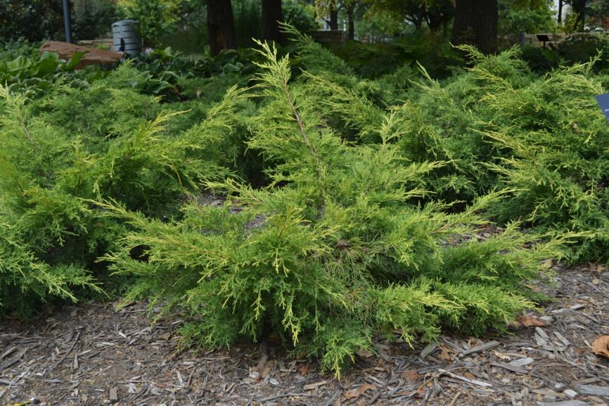 Juniperus × pfitzeriana 'Saybrook Gold' - Juniper