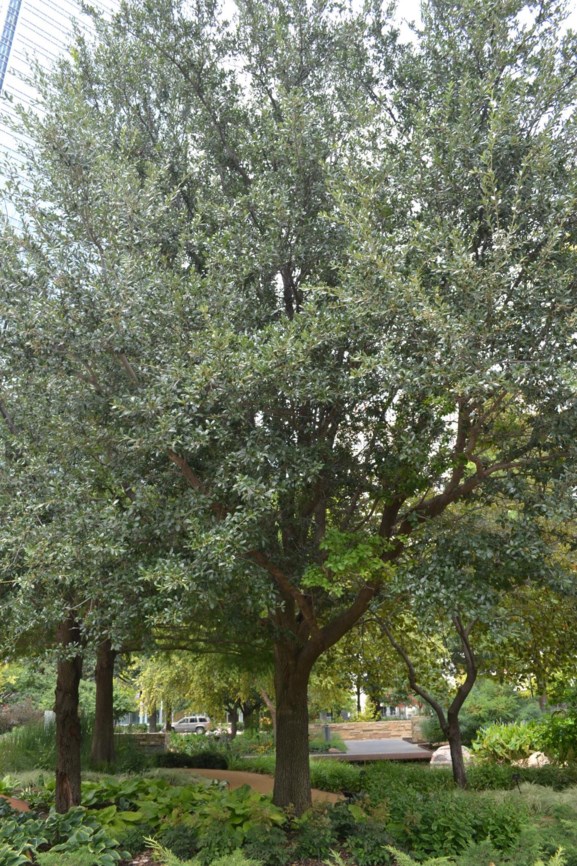 Quercus fusiformis 'Quartz Mountain' - Texas Live Oak