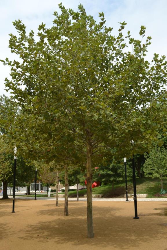 Platanus × acerifolia 'Bloodgood' - London Plane Tree, Bloodgood Plane Tree