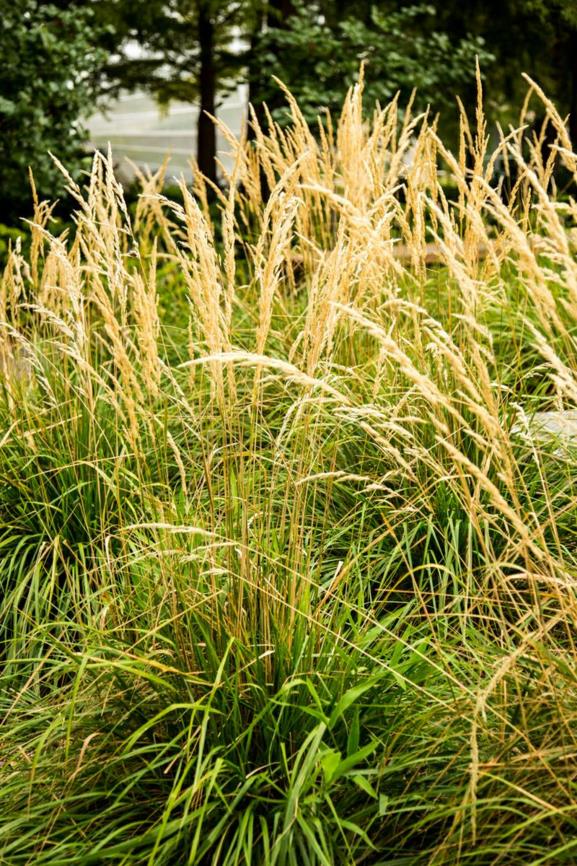 Calamagrostis × acutiflora 'Karl Foerster' - Feather Reed Grass