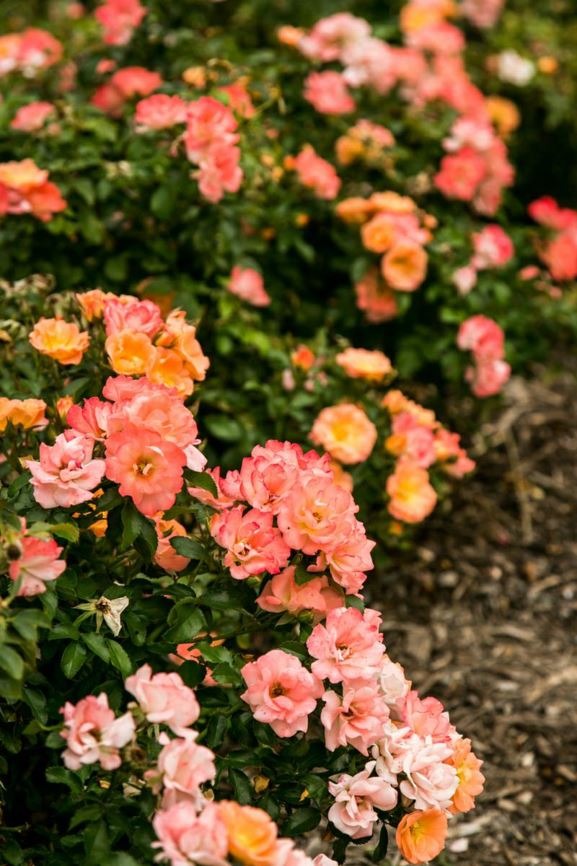 Rosa 'Meiggili' Peach Drift - Groundcover Rose