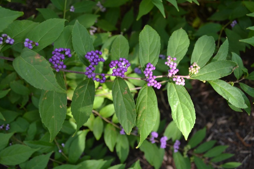 Callicarpa dichotoma 'Issai' Purple Pride - Purple Beautyberry
