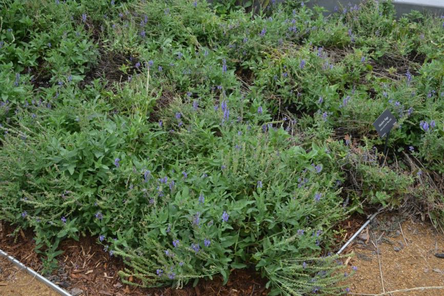 Salvia × sylvestris 'Blauhügel' Blue Hill - Meadow Sage