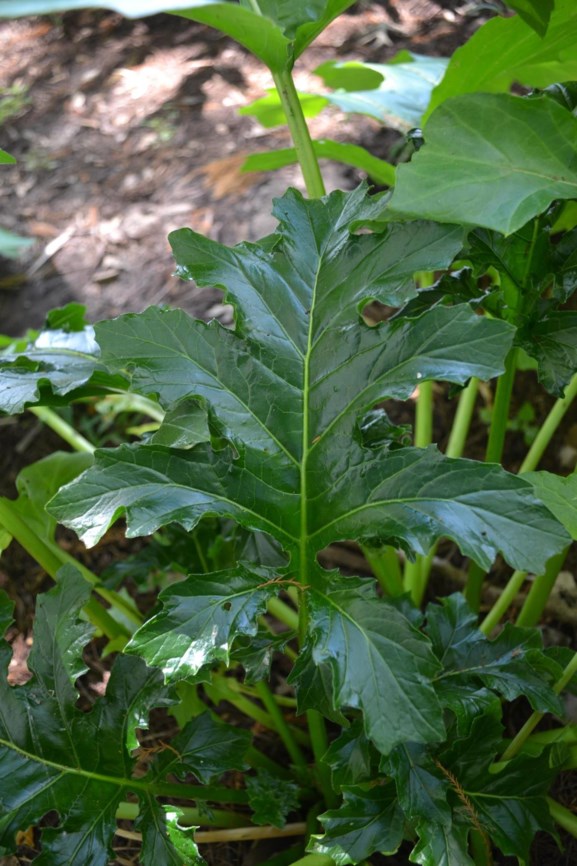 Acanthus mollis 'Summer Beauty' - Bear's Breeches | Myriad Botanical
