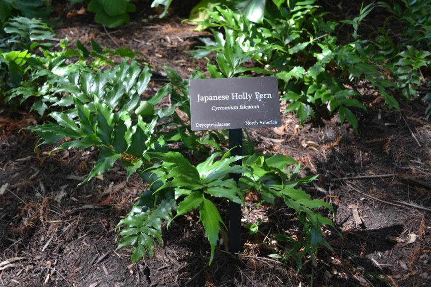 Cyrtomium falcatum - Japanese Holly Fern