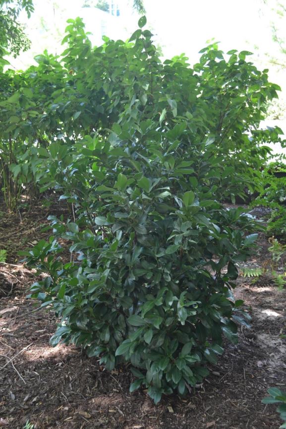 Prunus laurocerasus Etna™ - Cherry Laurel