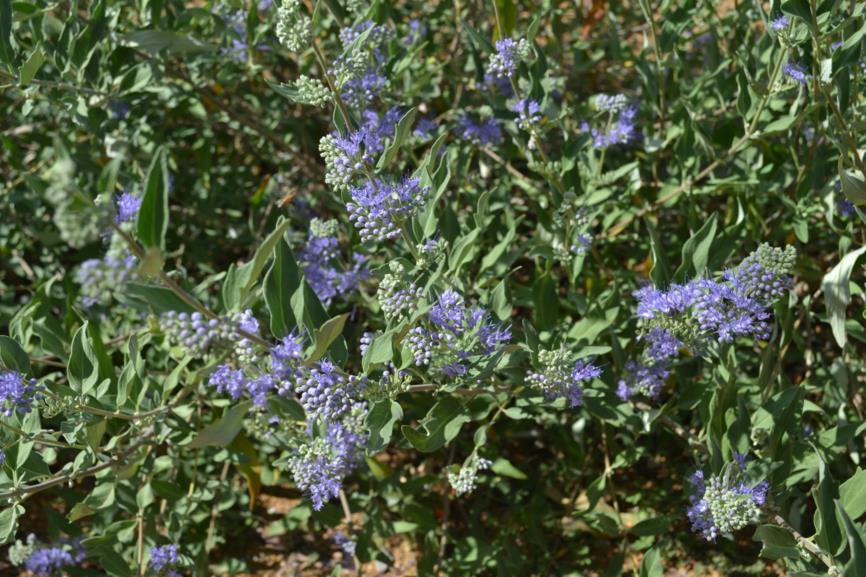 Caryopteris × clandonensis - Blue Mist Bluebeard