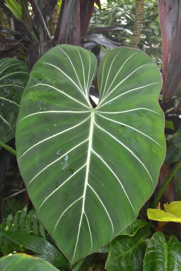 Philodendron gloriosum - Velvet Leaf Philodendron
