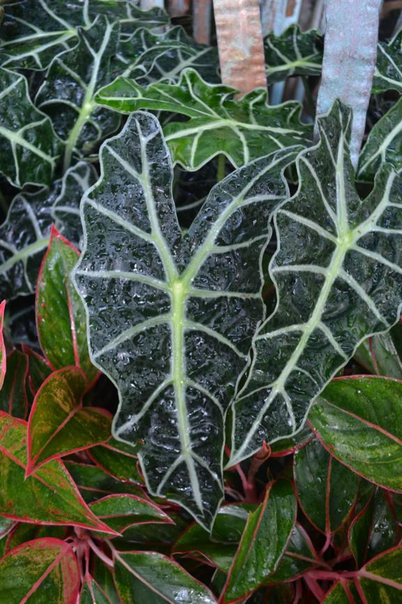 Alocasia 'Polly' - African Mask