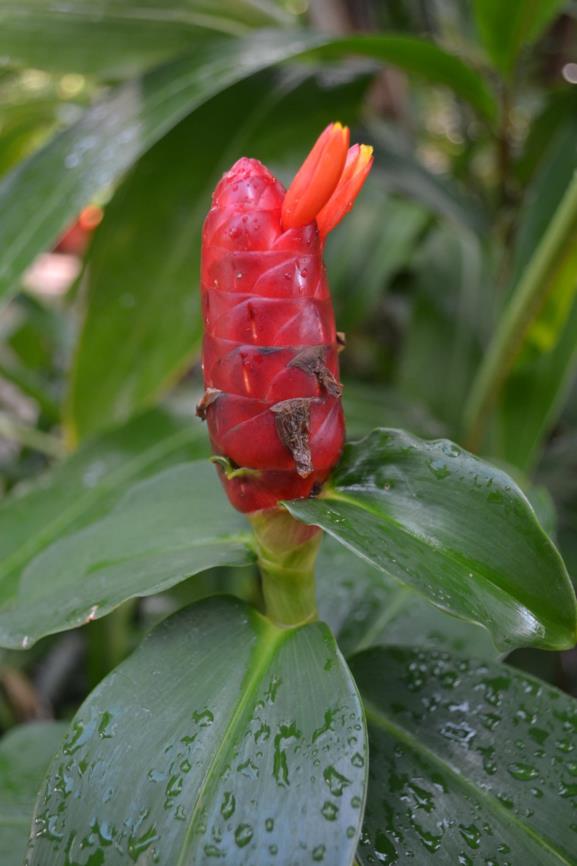 care for red button ginger plant