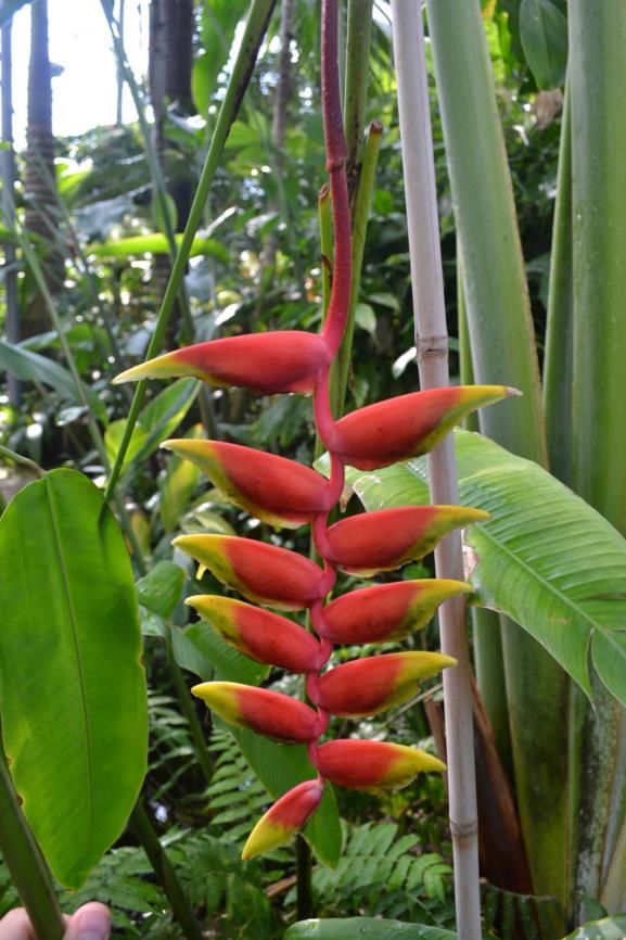 Heliconia rostrata - Hanging Lobster Claw