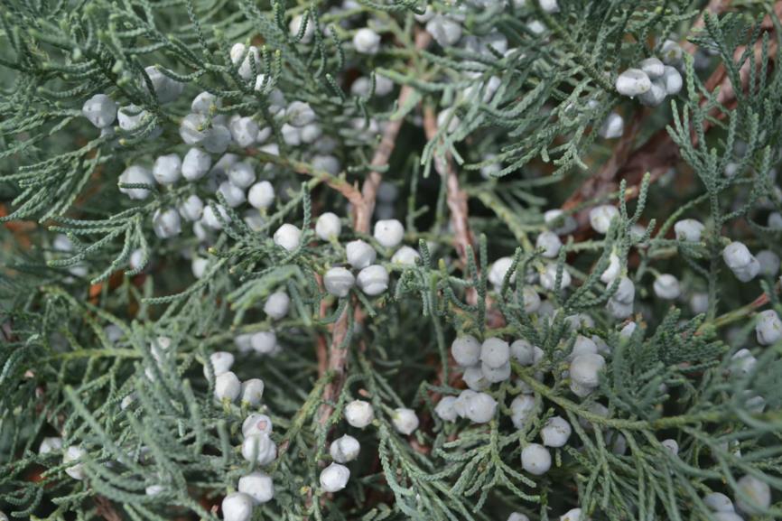 Juniperus scopulorum 'Monam' - Blue Creeper Juniper