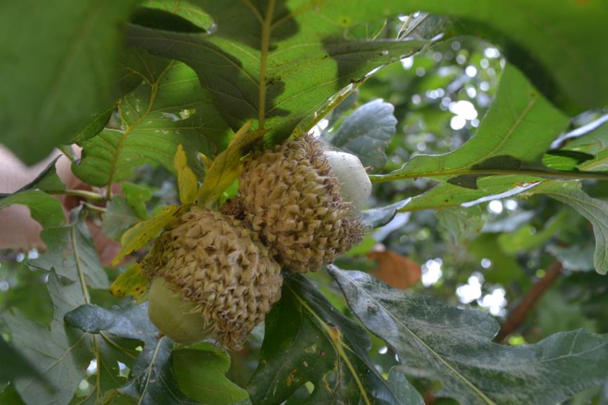 Quercus macrocarpa - Bur Oak
