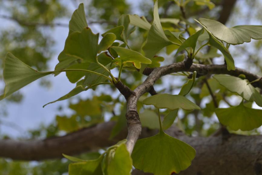 Ginkgo biloba - Maidenhair Tree