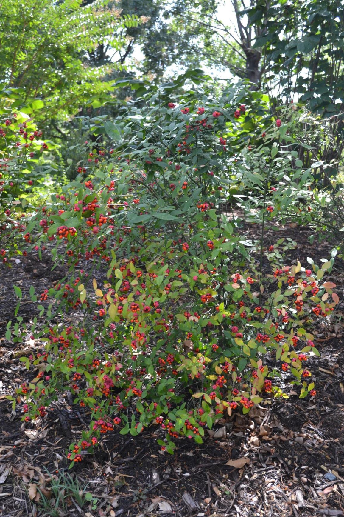 Euonymus americanus - Strawberry Bush