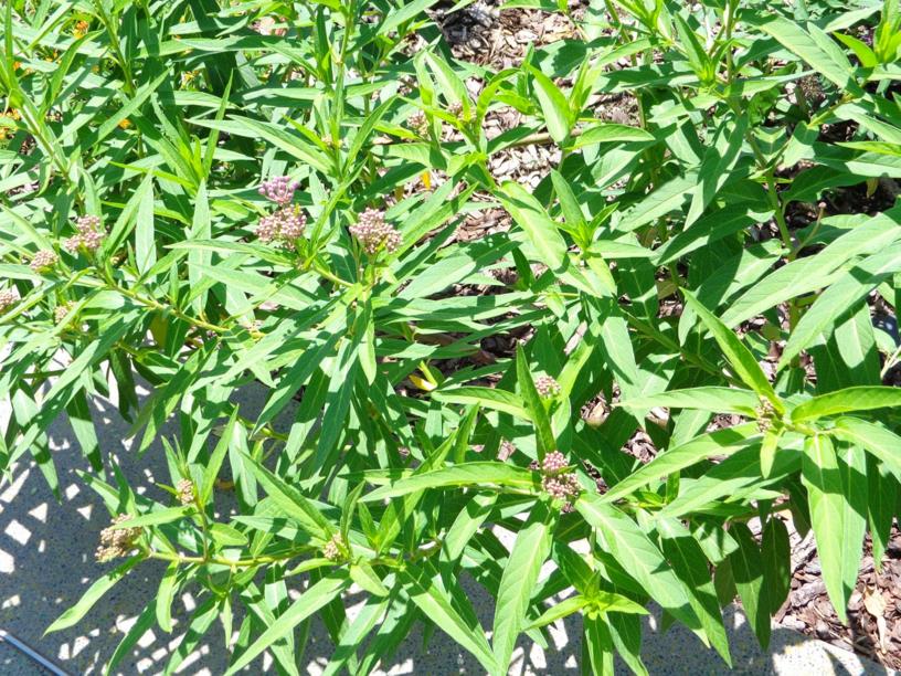 Asclepias incarnata - Swamp Milkweed