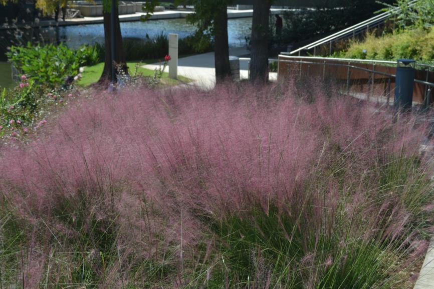 Muhlenbergia capillaris 'Pink Flamingos' - Pink Muhly Grass