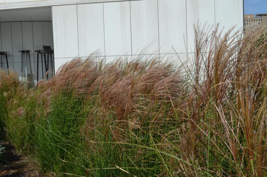 Miscanthus sinensis - Maiden Grass, Chinese Silvergrass, eulalia