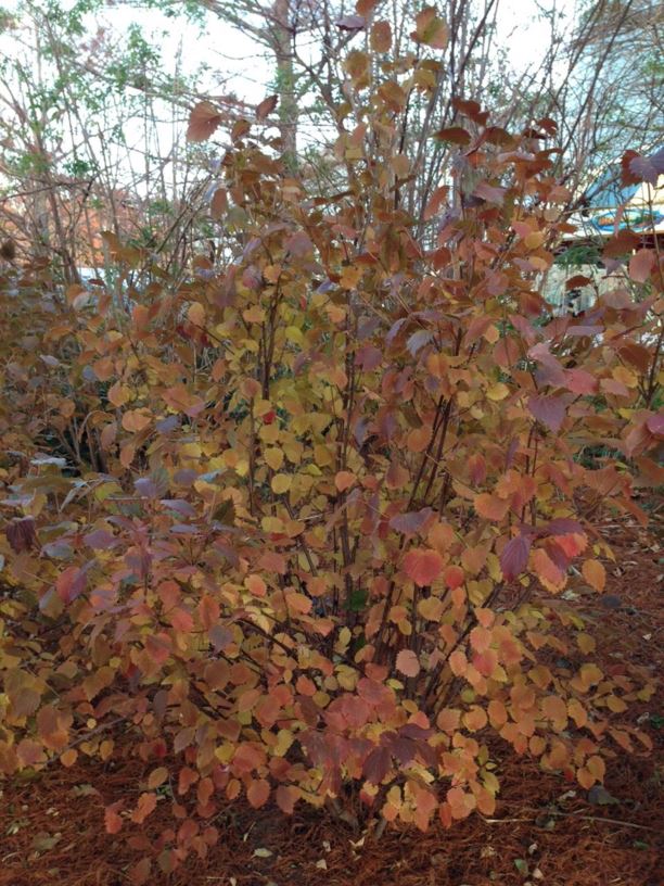 Viburnum dentatum 'Christom' Blue Muffin Arrowwood Viburnum Myriad